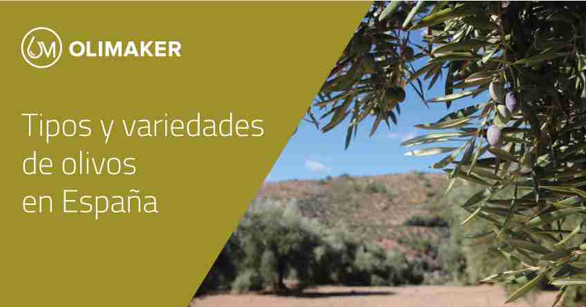 Blog Olimaker. Tipos y variedades de Olivos en Espana