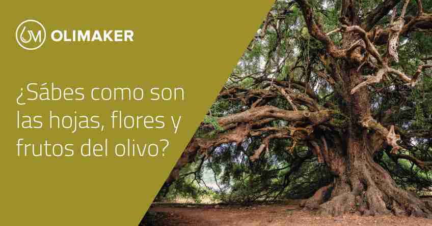 Blog Olimaker II. Sabes como son las hojas las flores y los frutos de un olivo