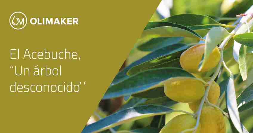El Acebuche, un olivo silvestre