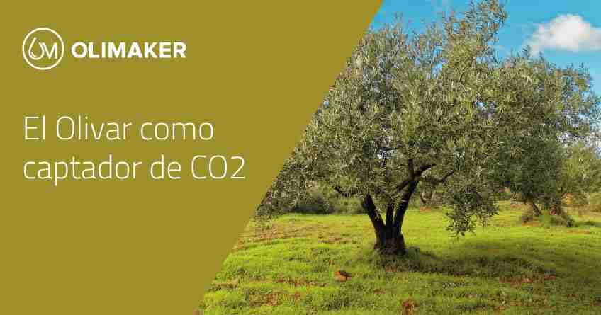 El Olivar, como captador de CO2