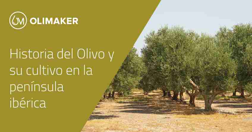 La historia del olivo y su cultivo en la Península Ibérica