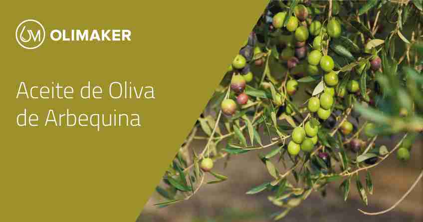 ¿Qué es el aceite de oliva arbequina? Características y propiedades